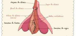 Clitoris