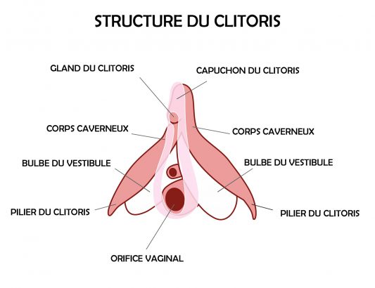 Schéma représentant la structure du clitoris