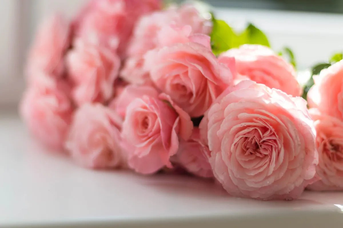 plusieurs roses