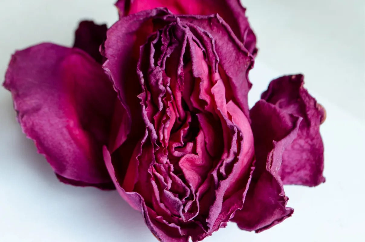 une rose qui ressemble à un vagin