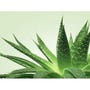 Gel de Massage Nuru NÜ Aloe Vera 150 ml