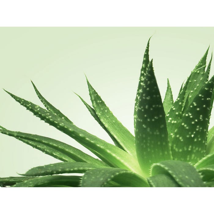 Gel de Massage Nuru NÜ Aloe Vera 1 L