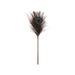 Plumeau Peacock Dona