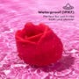 Stimulateur clitoridien Licking Rose