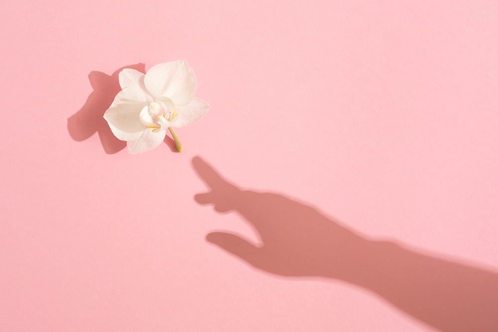 Ombre d’une main tendue vers une fleur sur fond rose, symbolisant l’idée d’apprivoiser son premier sextoy.